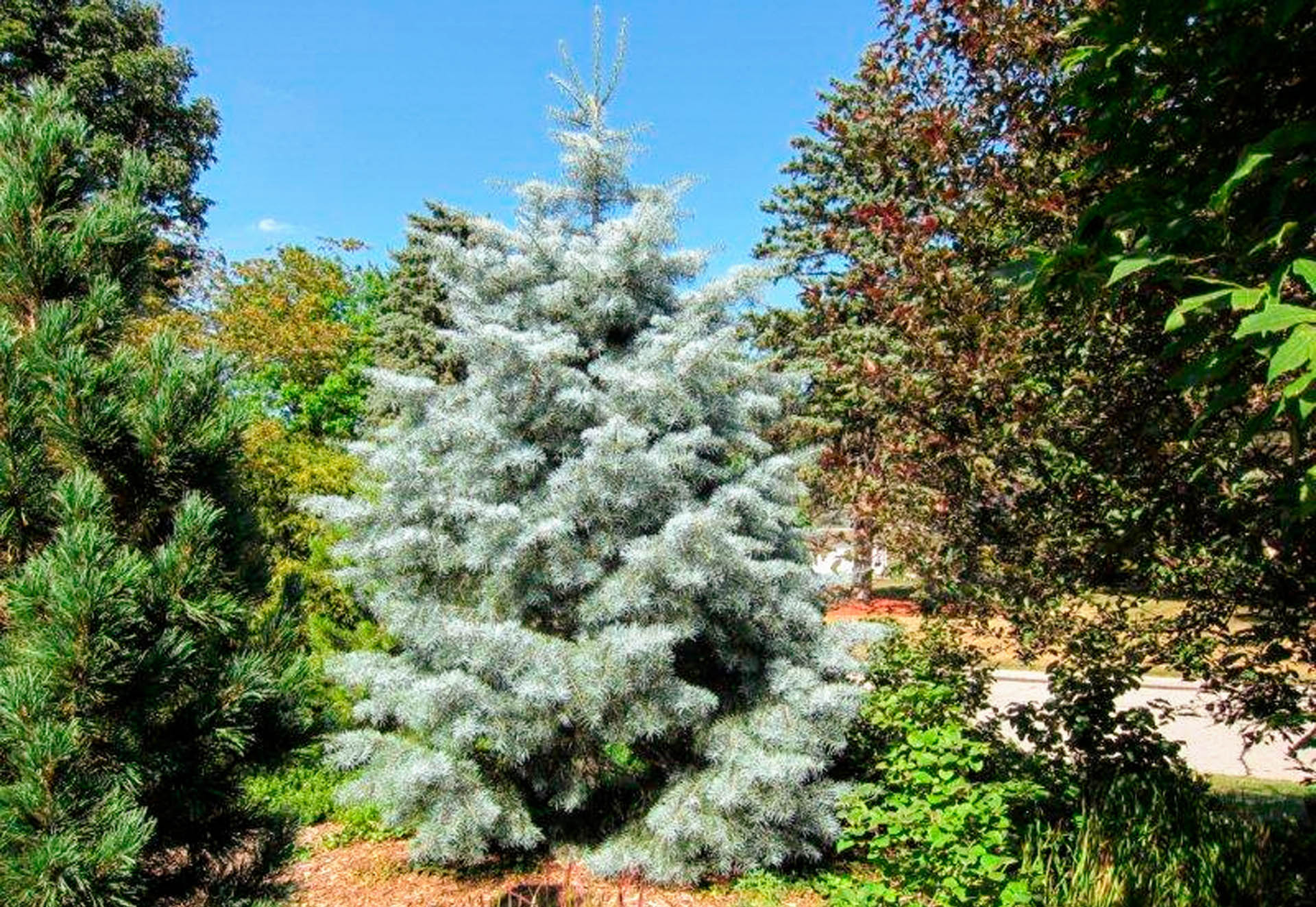 blue cloak white fir