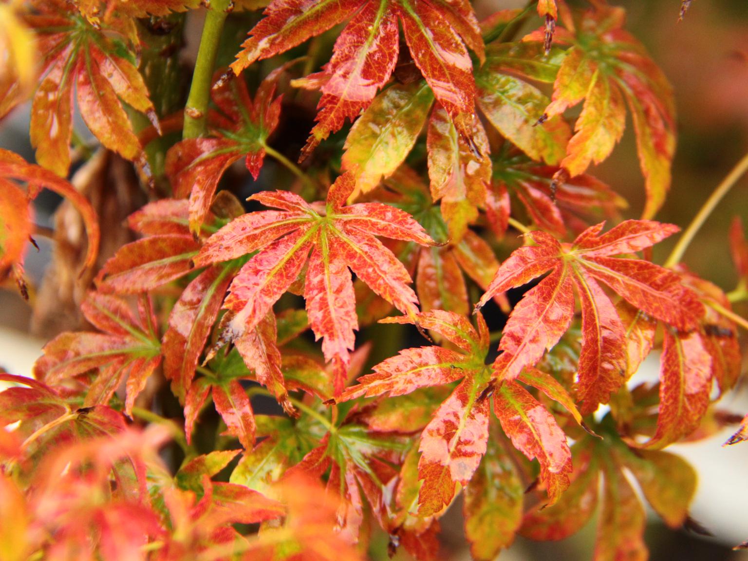 Tiny Leaf Japanese Maple